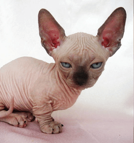 Minskin macska profilképe