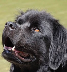 Newfoundland dog profile picture