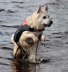 Norvég buhund kutya profilkép