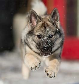 Norwegian Elkhound dog profile picture