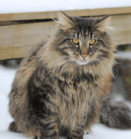 Norwegian Forest cat profile picture
