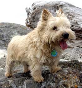 Norwich terrier kutya profilkép