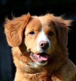 Vadkacsavadász retriever kutya profilkép