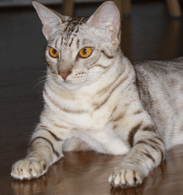 Ocicat cat profile picture
