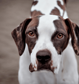 Old Danish Pointer dog profile picture