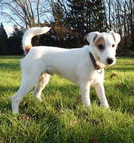 Parson Russell Terrier dog profile picture