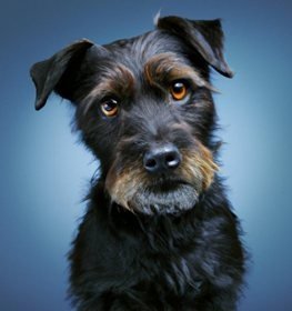 Patterdale terrier kutya profilkép