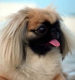 Pekingese dog profile picture