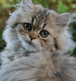 Perzsa macska profilképe