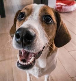 Pocket Beagle kutya profilkép