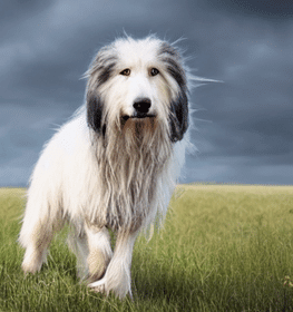 Polish Lowland Sheepdog dog profile picture
