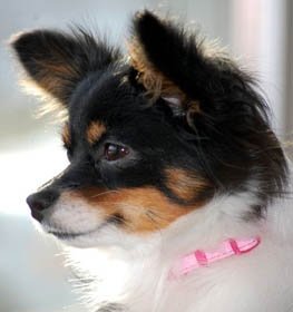 Pomchi kutya profilkép