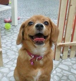 Pomeagle dog profile picture