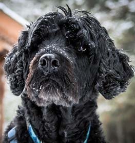 Portuguese Water Dog dog profile picture