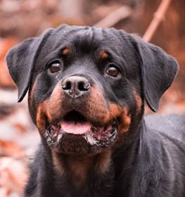 Rottweiler dog profile picture