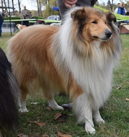 Hosszúszőrű skót juhászkutya kutya profilkép