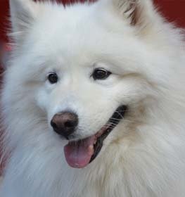 Samoyed dog profile picture