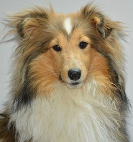 Shetlandi juhászkutya kutya profilkép