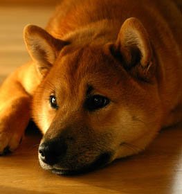 Shiba Inu dog profile picture