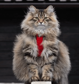 Szibériai macska profilképe