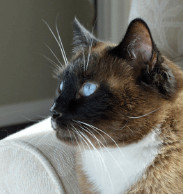 Snowshoe cat profile picture