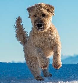 Ír lágyszőrű búzaszínű terrier kutya profilkép
