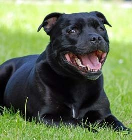 Staffordshire bullterrier kutya profilkép
