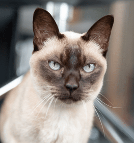 Tonkinese cat profile picture