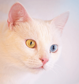 Török angóra macska profilképe