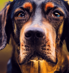 Tiroli kopó kutya profilkép