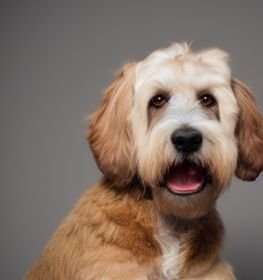 Wheagle dog profile picture