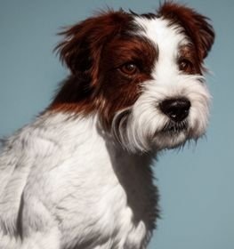Wire Jafox dog profile picture