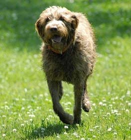 Wirehaired Pointing Griffon dog profile picture