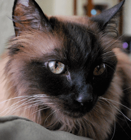 York Chocolate cat profile picture