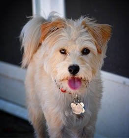 Yorkipoo dog profile picture