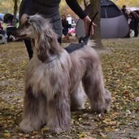 Beautiful Silky Coated Afghan Greyhound Posing