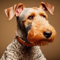 Airedale Terrier Dog Portrait 1
