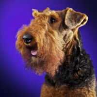Airedale Terrier Dog Portrait 10