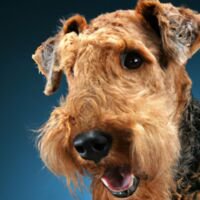 Airedale Terrier Dog Portrait 11