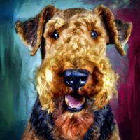 Airedale Terrier Dog Portrait 13