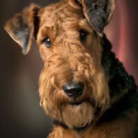 Airedale Terrier Dog Portrait 16