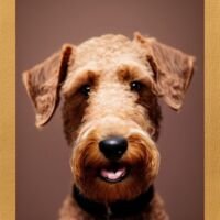 Airedale Terrier Dog Portrait 17