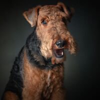 Airedale Terrier Dog Portrait 18