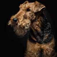 Airedale Terrier Dog Portrait 2