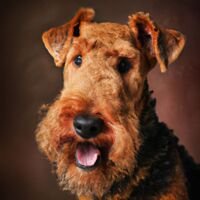 Airedale Terrier Dog Portrait 5