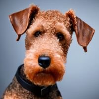 Airedale Terrier Dog Portrait 6