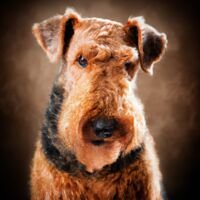 Airedale Terrier Dog Portrait 7