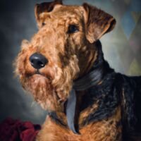 Airedale Terrier Dog Portrait 8