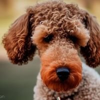 Adorable Airedoodle Dog Photo