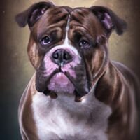 Alapaha Blue Blood Bulldog Portrait 3